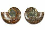 Cut & Polished, Agatized Ammonite Fossil - Madagascar #318112-1